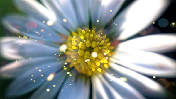 pollen from flower